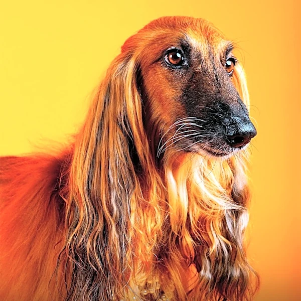 Canine Chronicle's #ThrowbackThursday Features Afghan Hound Tryst