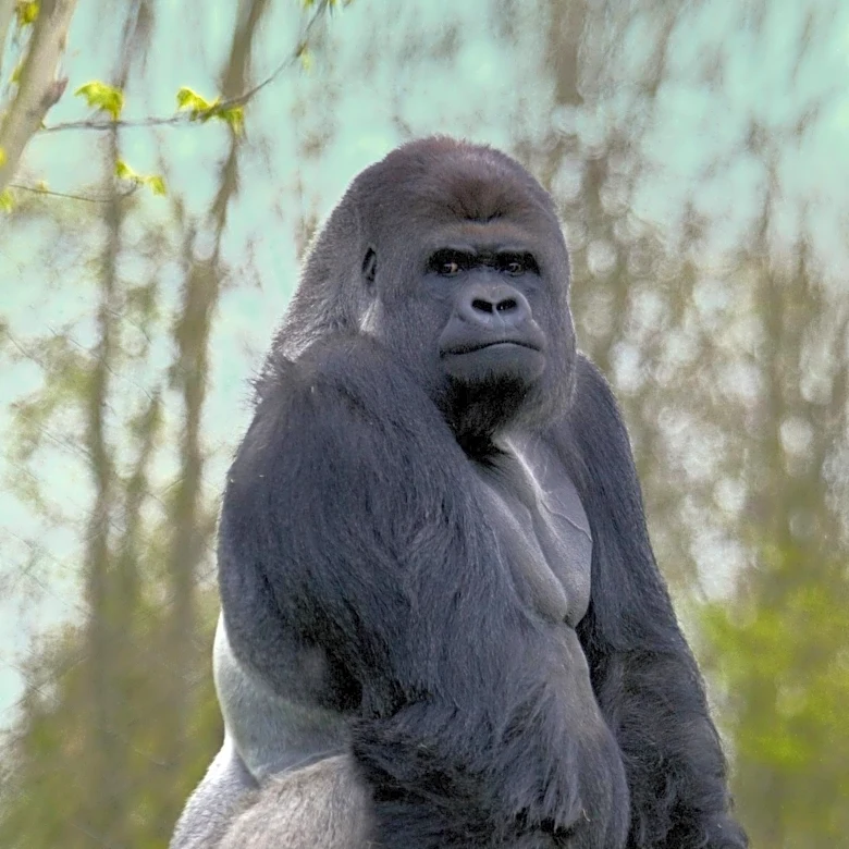 Bakari, New Silverback Gorilla, Settles into Leadership Role at Disney's Animal Kingdom