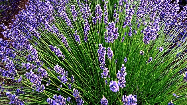 New Lavender Farm Opens on Sound Avenue in Riverhead, Enhancing Local Agriculture