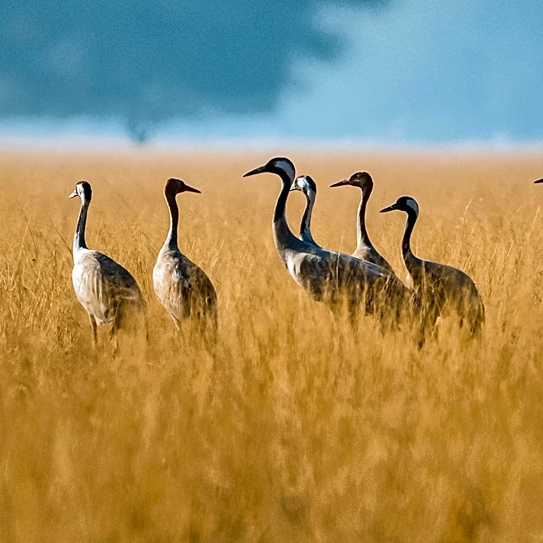 Hagerman National Wildlife Refuge Announces August Activities and Volunteer Opportunities