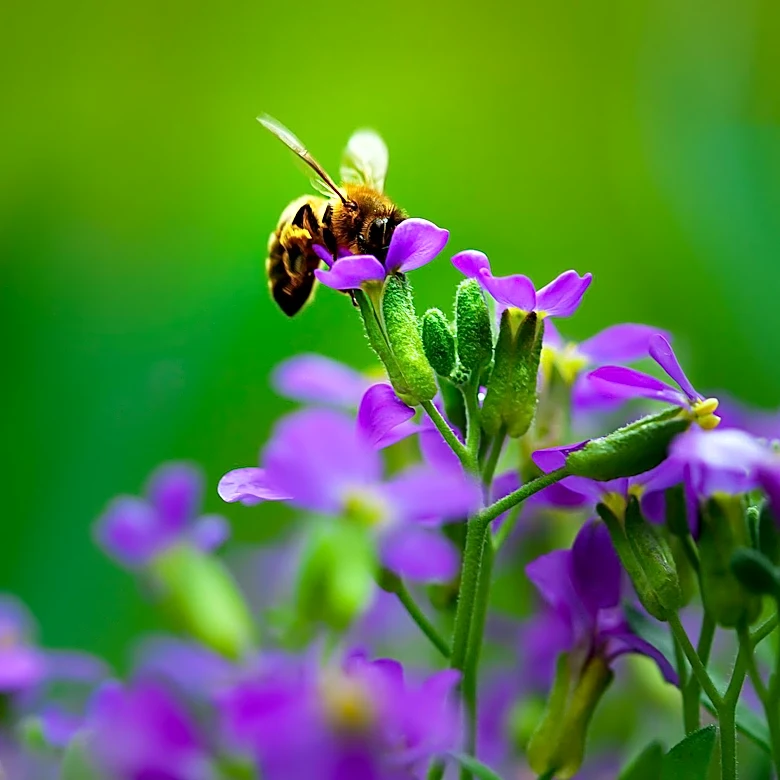 Joe Pye Weed: A Native Plant Boosting Pollinator Activity in U.S. Gardens