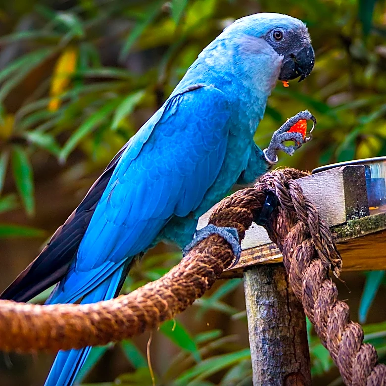 Local Rescue Provides Parrots with a Second Chance and Permanent Sanctuary