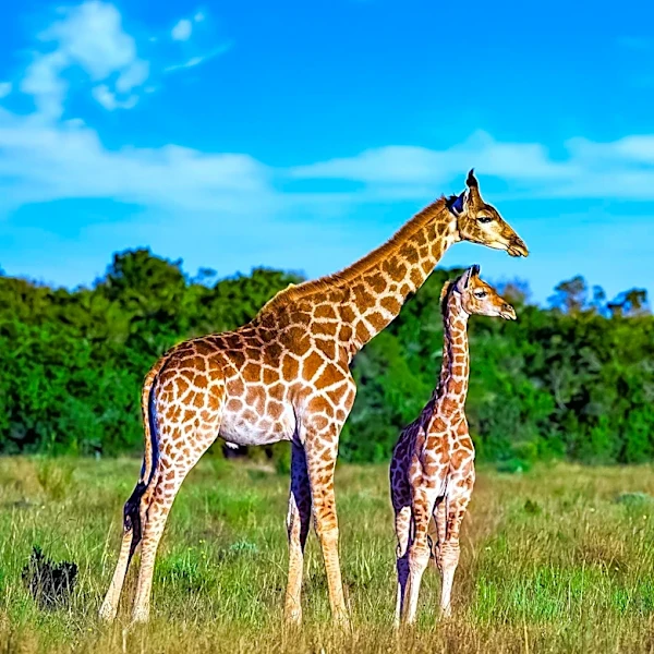 Premature Baby Giraffe Survives Against Odds After Emergency C-Section in Kansas