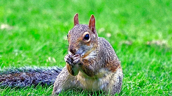 Squirrel Disrupts Tigers vs. Orioles Game at Comerica Park