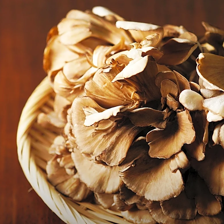 Study Finds Maitake Mushrooms May Enhance Memory Recall in Older Adults
