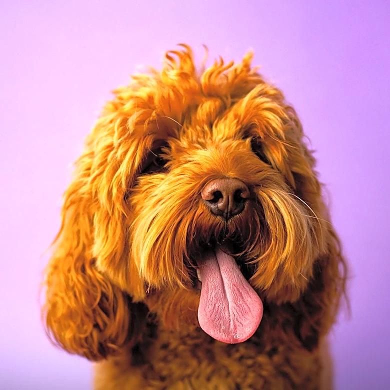 NY Assembly Speaker Heastie Finds Solace in Goldendoodle Amid Legislative Pressures