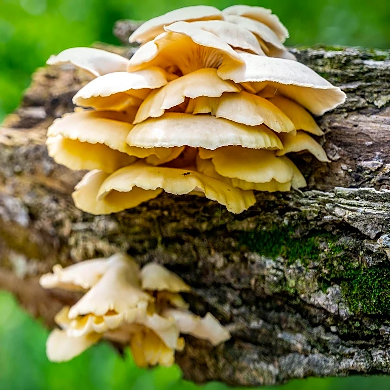 Maitake Mushrooms Linked to Improved Memory in Older Adults, Study Finds