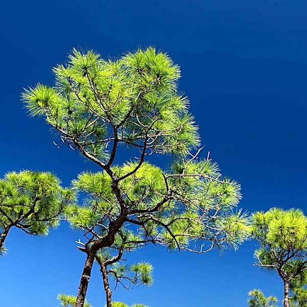 Hunting Island State Park Offers Unique Alternative to Crowded Hilton Head