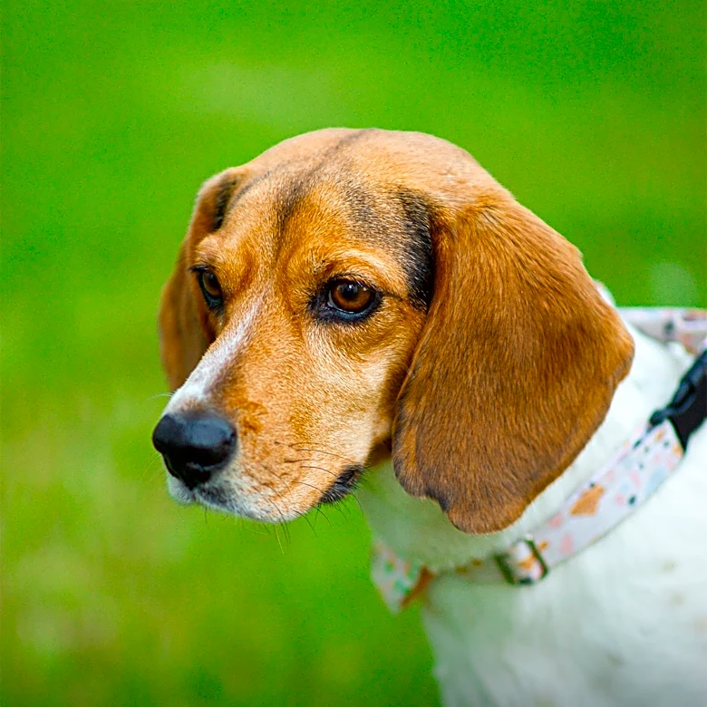 Humane Rescue Alliance Offers Free Treatment for Adoptable Beagle with Heartworm