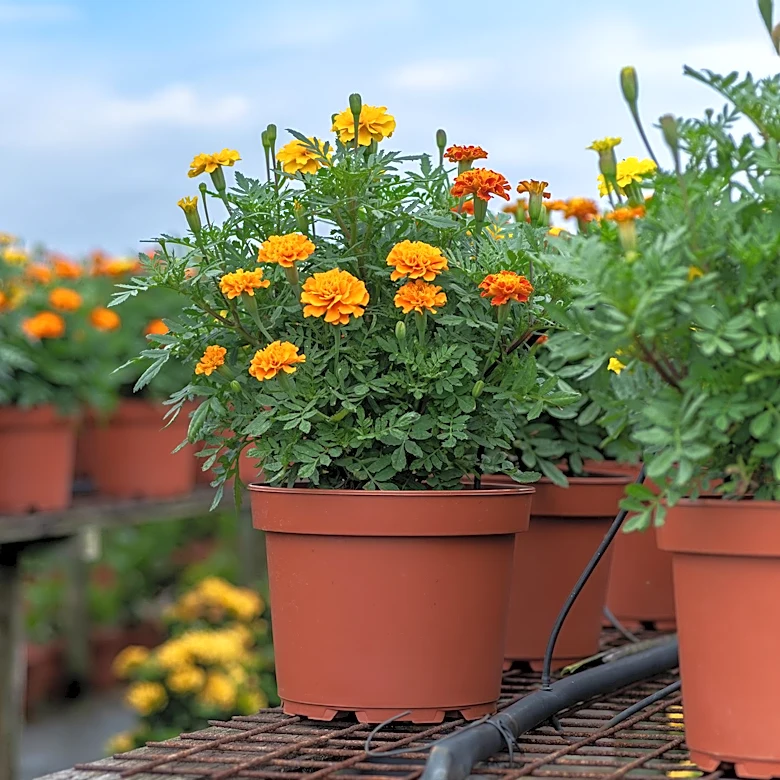 Pot Marigold: A Promising Functional Food Ingredient with Health Benefits