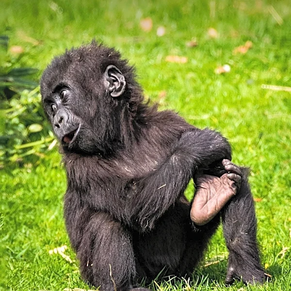Fort Worth Zoo's Baby Gorilla Captivates Amid Texas Heat Wave