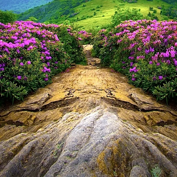 Appalachia's National Parks Highlighted for Biodiversity and Scenic Trails