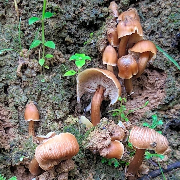 Study Links Maitake Mushrooms to Improved Cognitive Scores in Older Adults