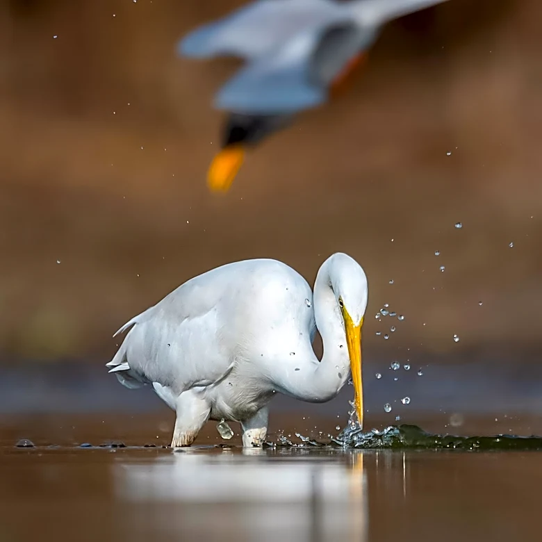 Hagerman National Wildlife Refuge Announces August Activities for Nature Enthusiasts
