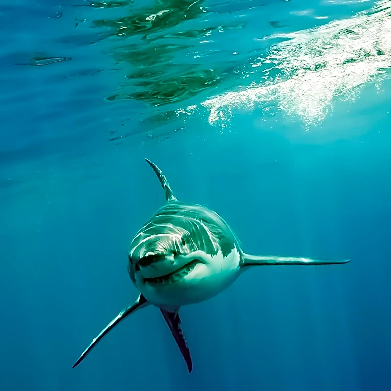 Pop Culture's Most Iconic Sharks: From 'Jaws' to 'Baby Shark'