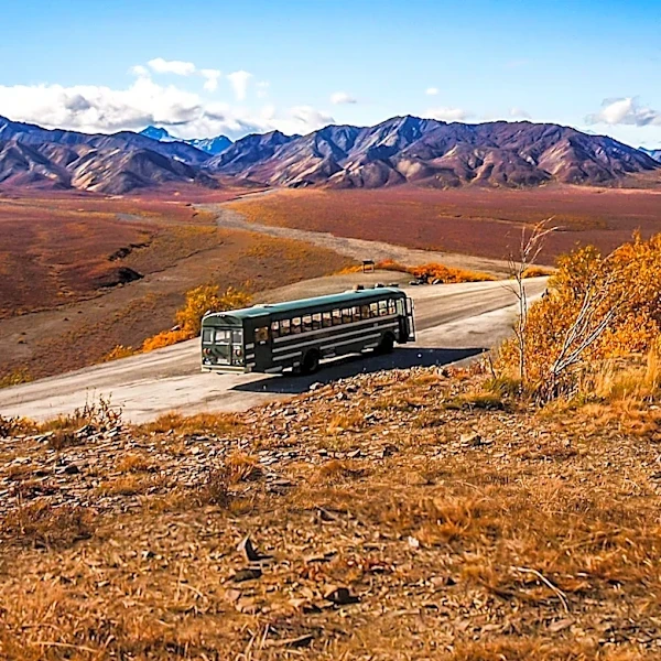 Denali National Park Offers Unique Visitor Experience Amid Road Closure