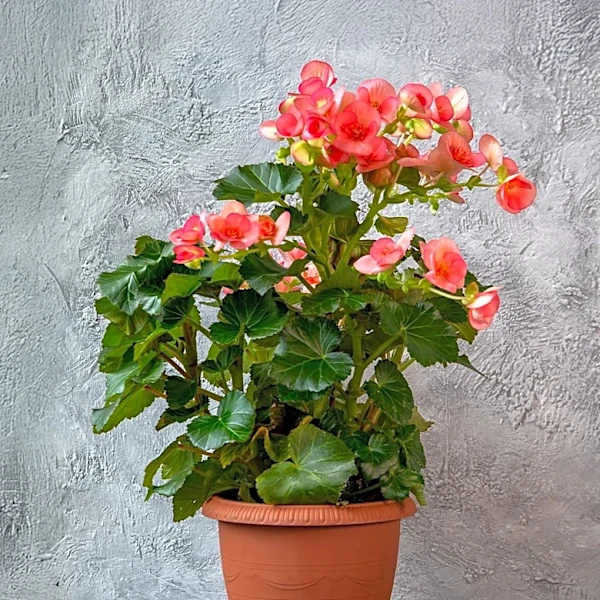 Begonias in Feng Shui: Enhancing Luck and Energy in Homes