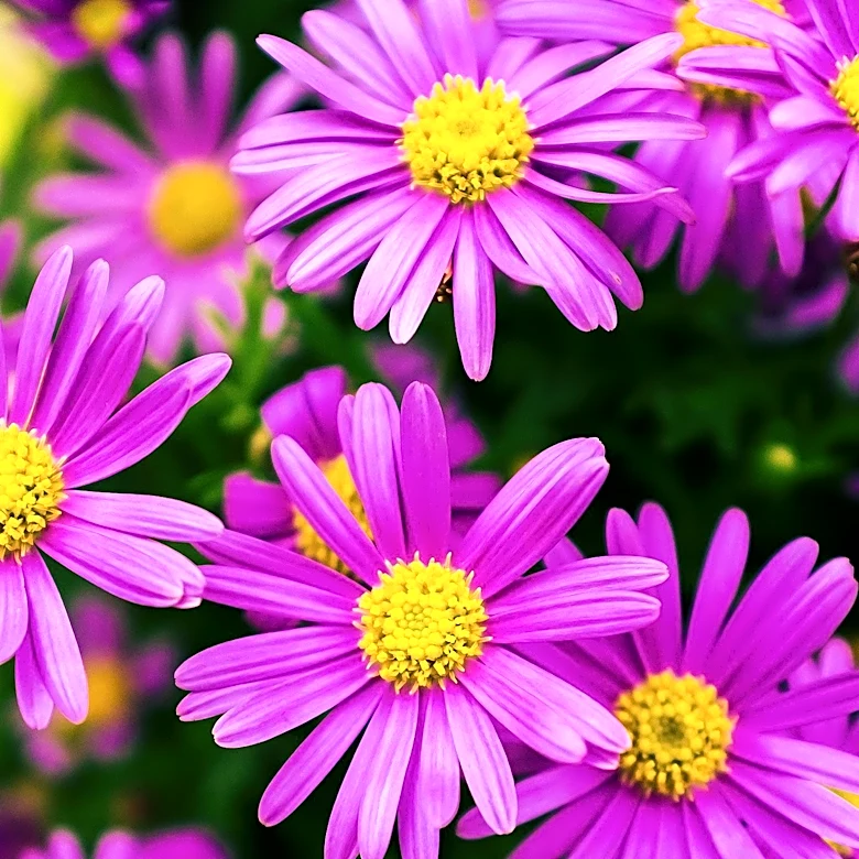 Asters Recommended for Vibrant Fall Gardens