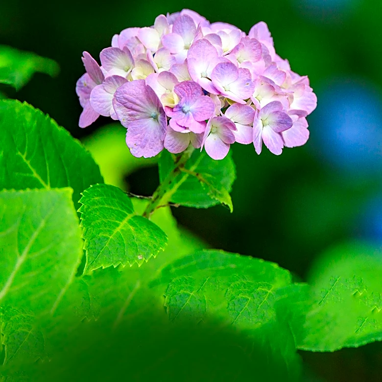 Understanding Why Hydrangeas Turn Green: Environmental Factors and Care Tips