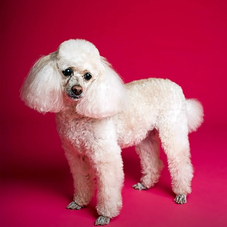 Julie Andrews and Emma Walton Hamilton Discuss New Children's Book Inspired by Musical Poodle
