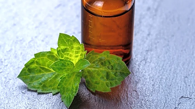 Peppermint Proven Effective in Repelling Spiders from Homes