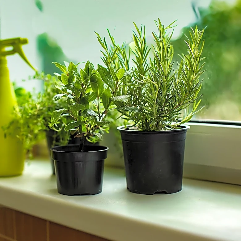 Fragrant Plants Offer Natural Solution to Keep Flies Out of Kitchens