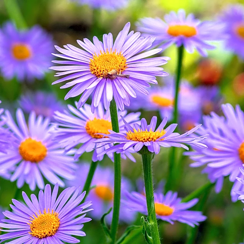 Asters: The Perennial Solution for Vibrant Fall Gardens