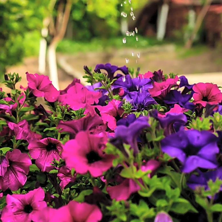 Tips for Reviving Leggy Petunias to Ensure Continuous Blooming