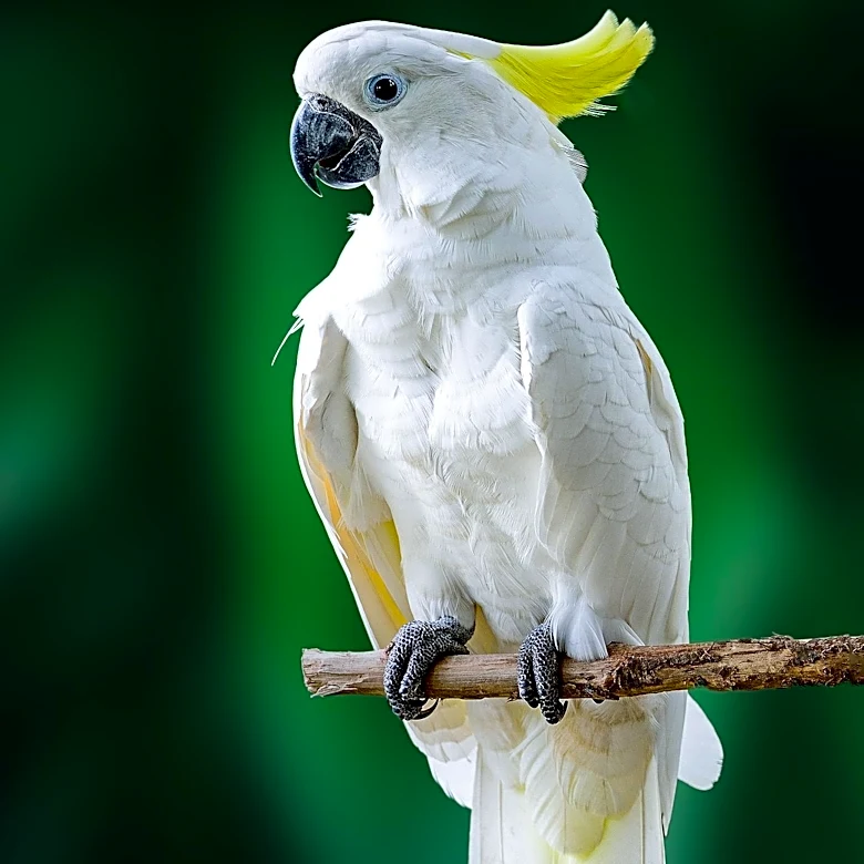 Virginia Cockatoo's Sight Restored, Becomes Therapy Bird and Wins Pet of the Year