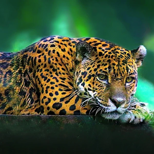 Jaguar 'Cinco' Spotted Twice in Southern Arizona's Sky Islands