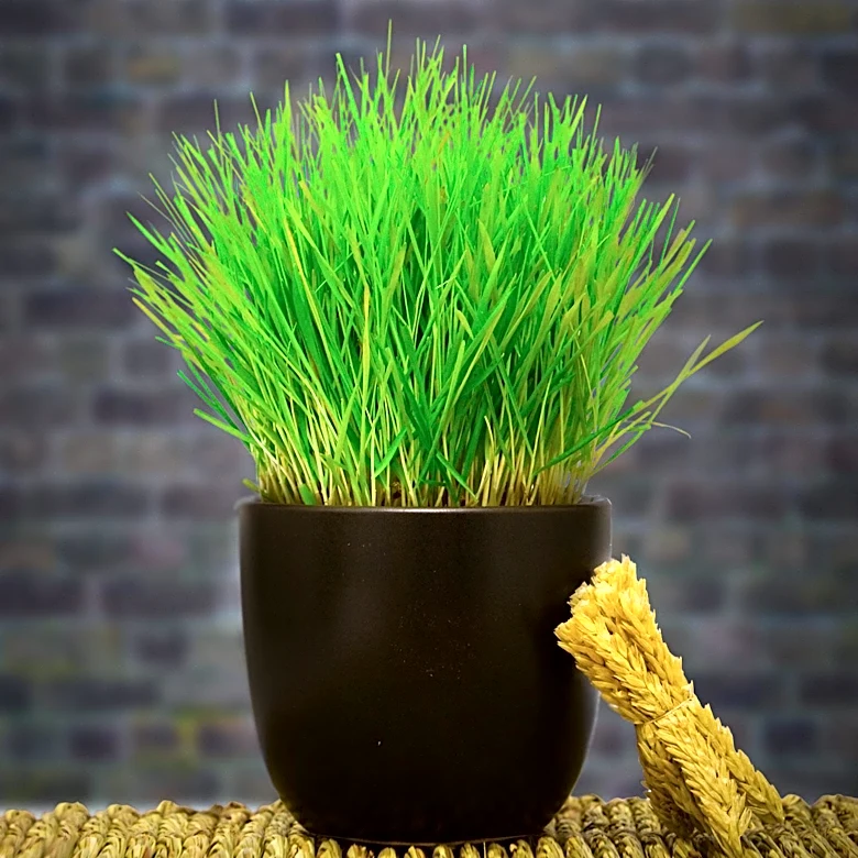 Fresh Patch Offers Composting Option for Pet Grass with Limitations