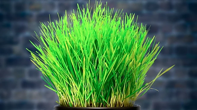 Fresh Patch Offers Composting Option for Pet Grass with Limitations