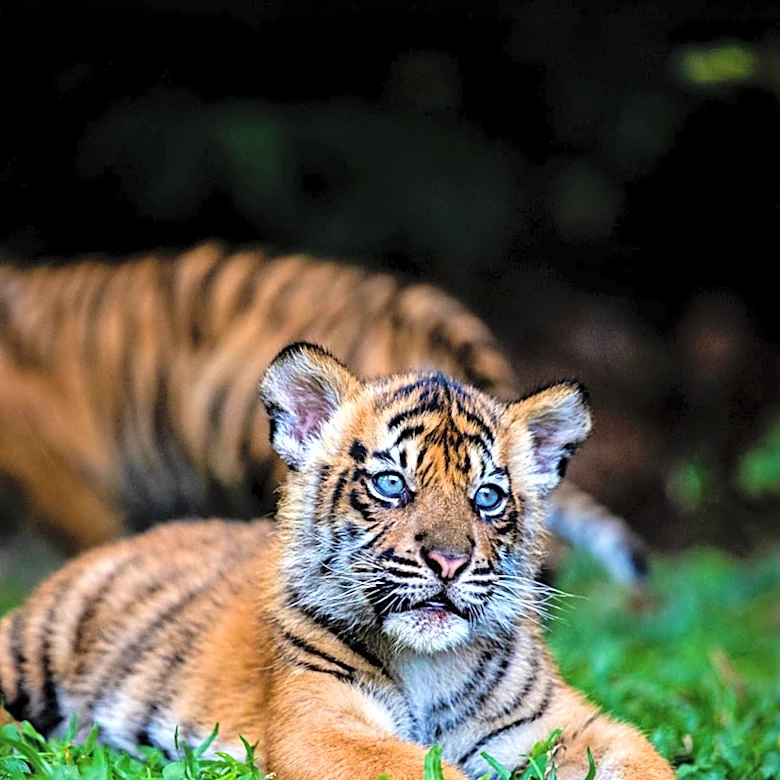 Louisville Zoo Introduces Live Stream of Newborn Tiger Cubs