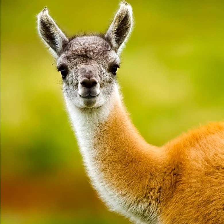 Comparison of Local AI Runtimes: Ollama, LM Studio, and llama.cpp