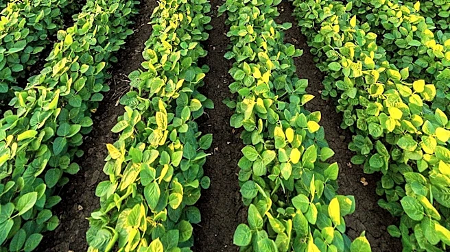 Soybean Prices Decline Amid Wetter Weather Forecasts