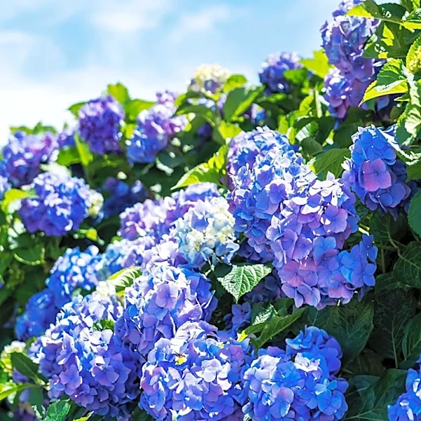 RHS Considers Moving Hydrangeas Due to Hotter Summers in England