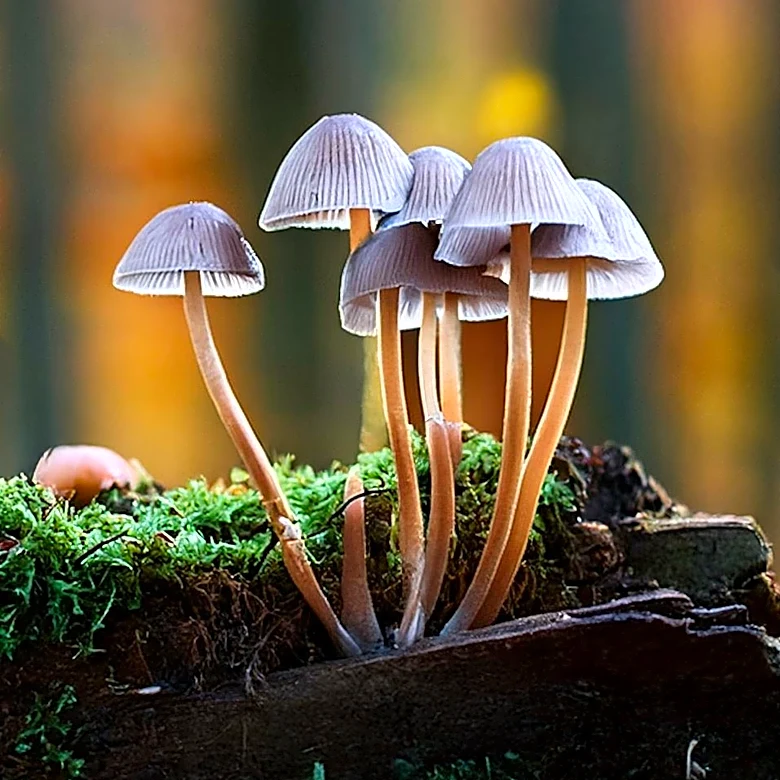 Mushroom Market Projected to Reach USD 31.22 Billion by 2032 Driven by Functional Applications
