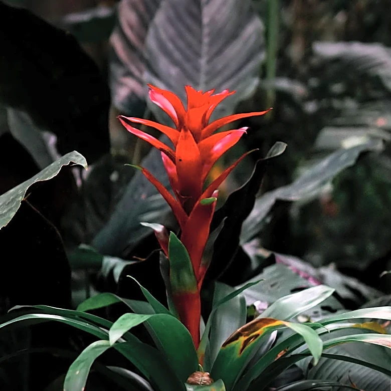 Phipps Conservatory's Century Plant Blooms for the First and Last Time, Draws Crowds