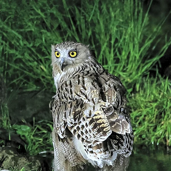 Flaco the Owl Documentary Premieres in Central Park, Celebrating a Beloved Bird's Journey