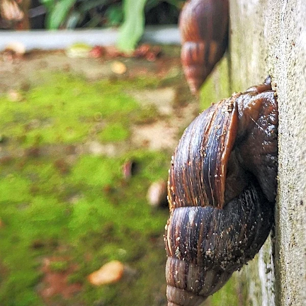 Conservation Efforts Reintroduce Nearly Extinct Snails to Portuguese Island