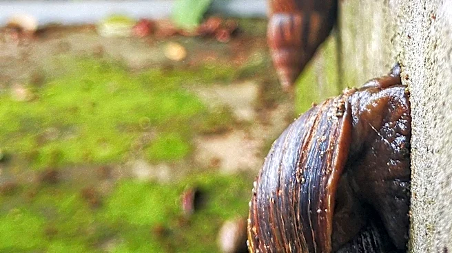 Conservation Efforts Reintroduce Nearly Extinct Snails to Portuguese Island