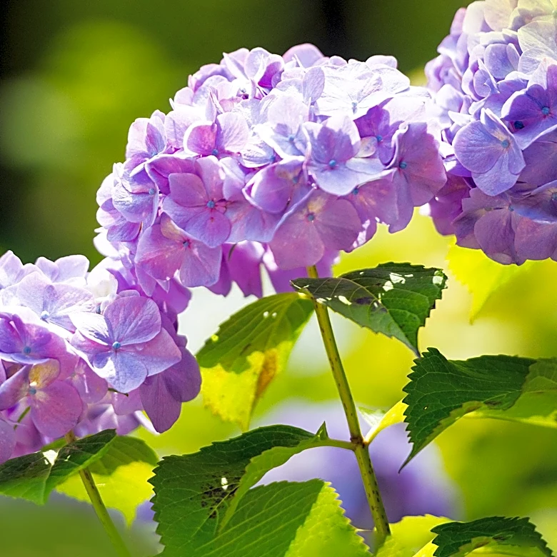 RHS Considers Moving Hydrangeas North Due to Hotter Summers in England