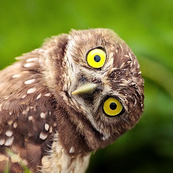 Flaco the Owl Documentary Premieres in Central Park, Celebrating a Beloved New York Bird