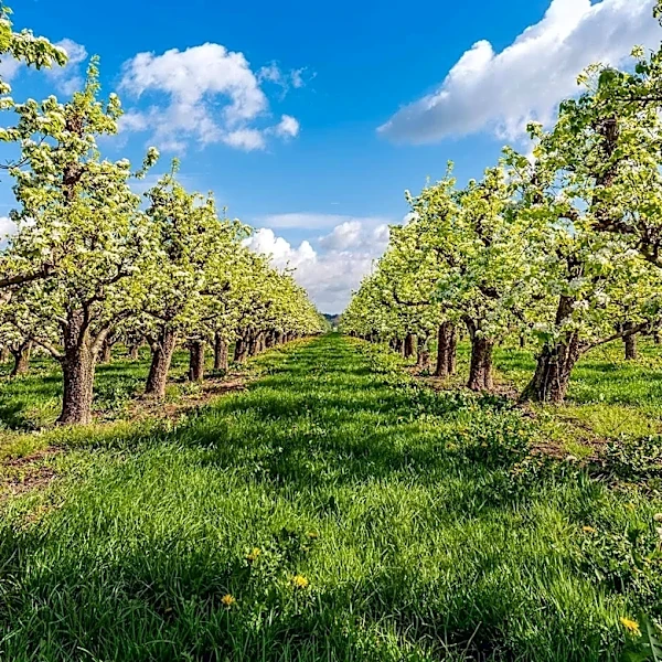 Yolo County's Nut Buying Period Begins to Combat Orchard Theft