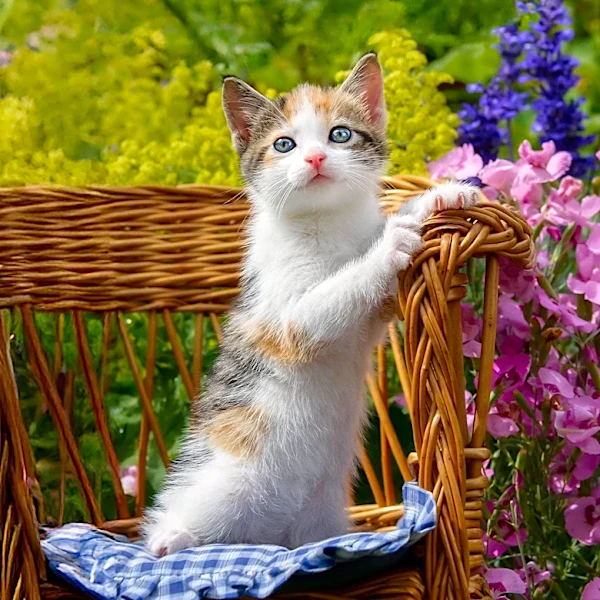 Kitten's Makeshift Wheelchair Captures Hearts Online