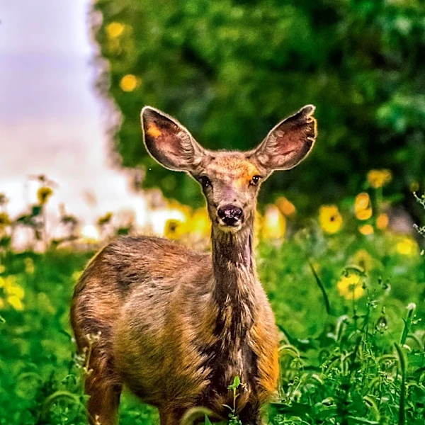 Gardeners Turn to Deer-Resistant Plants to Protect Yards from Wildlife