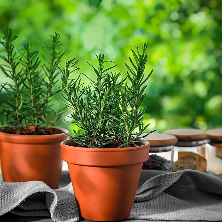 Terracotta Pots: Best Practices for Plant Care in Hot Weather