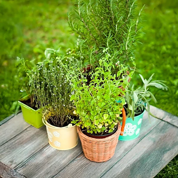 Chef Kathy Gunst Highlights the Ease and Benefits of Growing Edible Herb Gardens