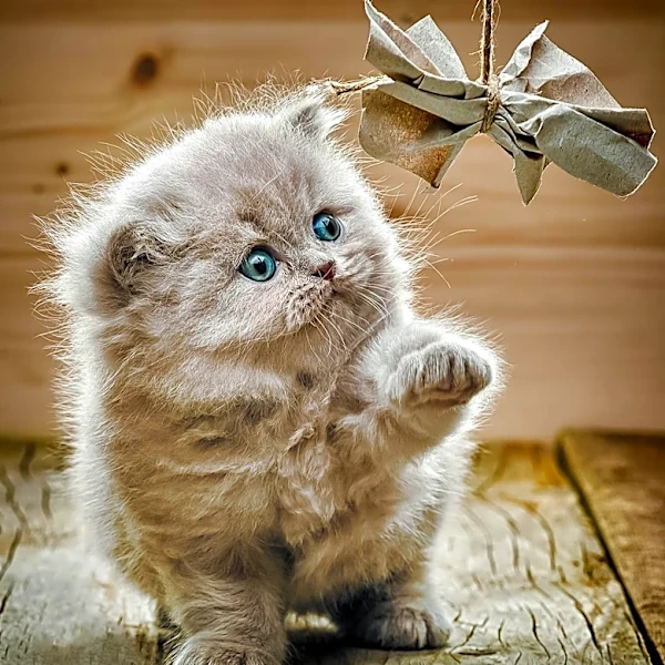 Essential Checklist for Bringing Home a New Kitten