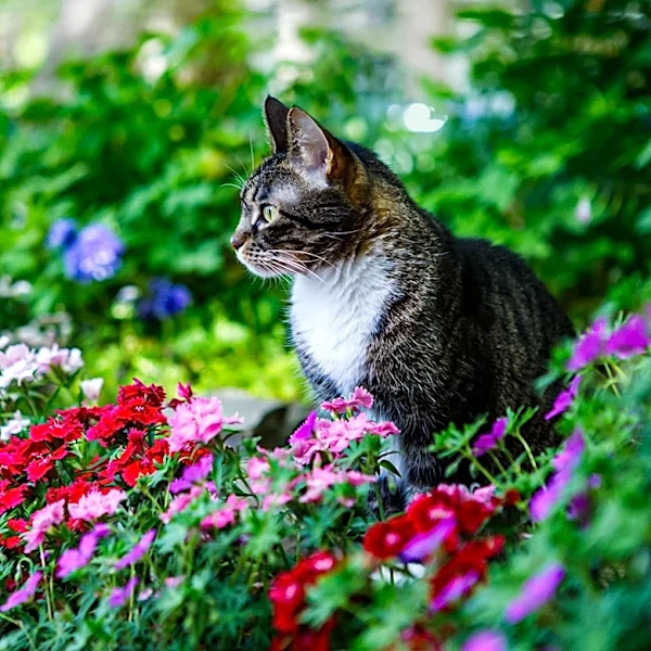 Common Summer Flowers Pose Toxic Risks to Cats